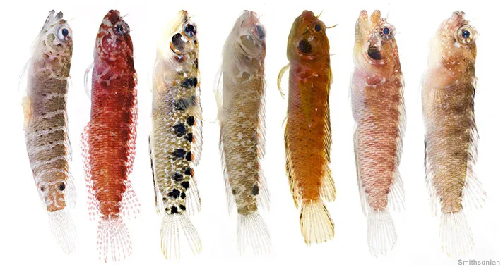 Seven of the newly discovered Starksia blennies, small fish with elongated bodies