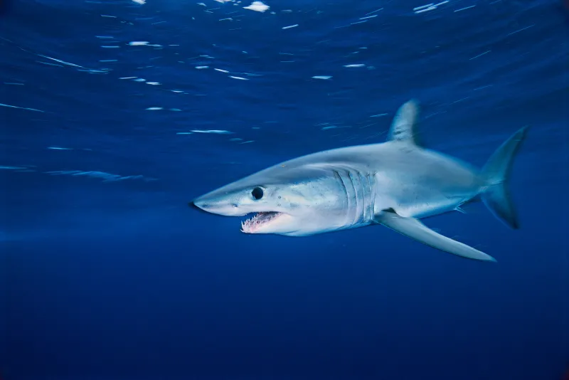 A shortfin mako glides through the waters off the coast of California.