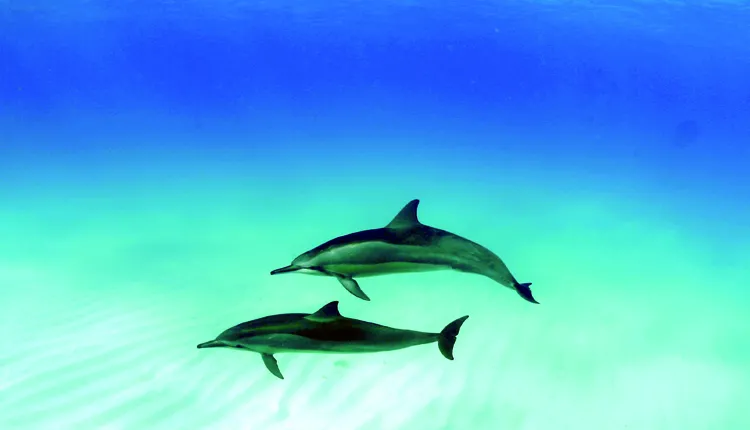 spinner dolphins in Hawaii