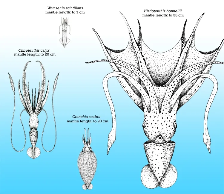 What is the Largest Squid? A Squid Size Diversity Chart A size comparison chart of a variety of squid species.