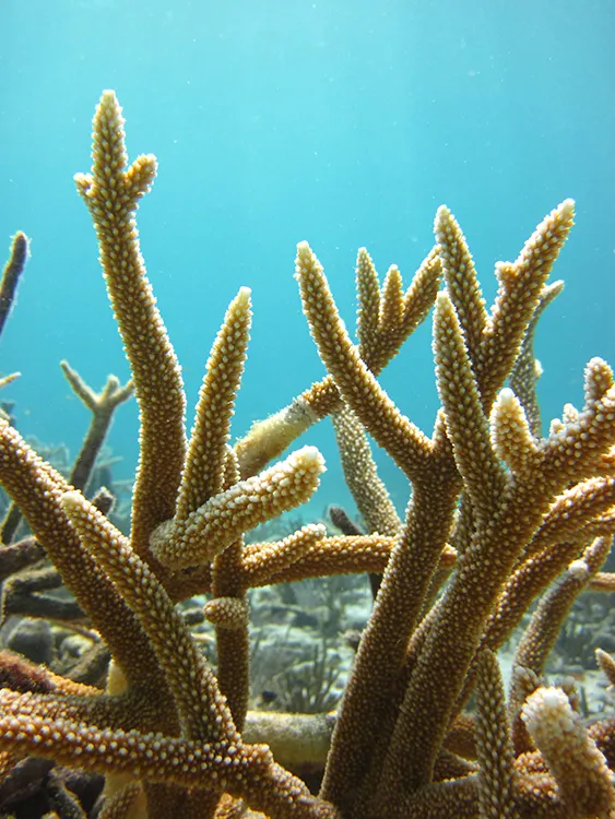 Staghorn Coral
