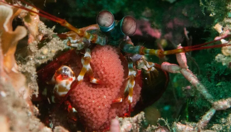 Photo of a mantis shrimp