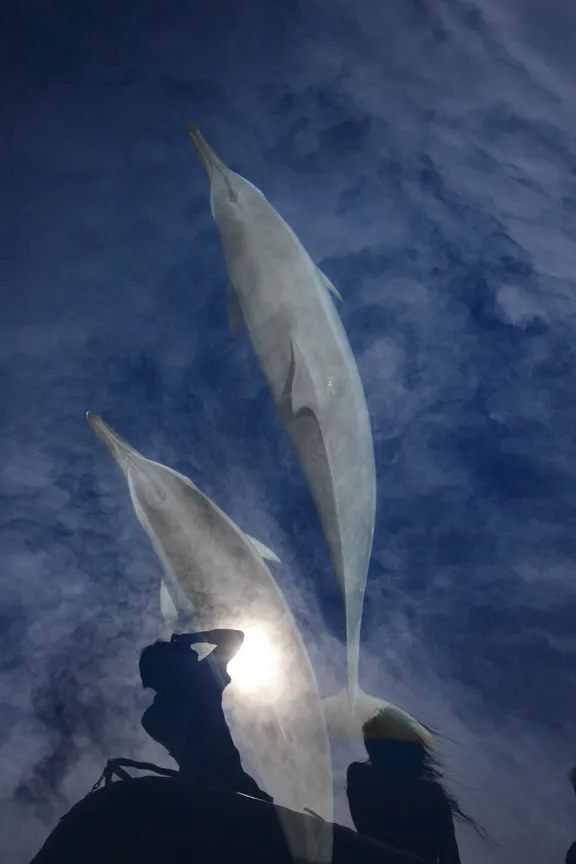“I took this photograph of spinner dolphins in calm waters off the Ogasawara Islands, an archipelago in the Pacific Ocean about 600 miles south of Tokyo. When the sun briefly broke through the clouds, our shadow was mirrored in the water’s surface—an