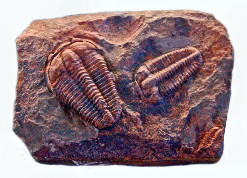 A relative of insects, trilobites lived on the ocean floor during the Cambrian period.