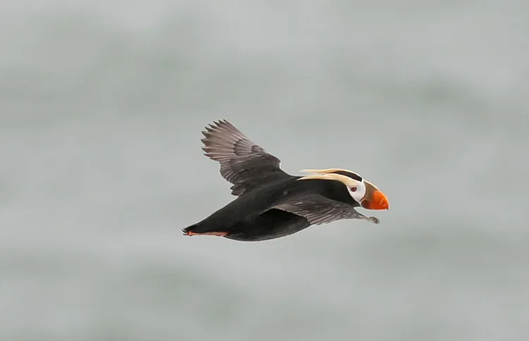 Puffin in Flight, Pribilof Islands Alaska