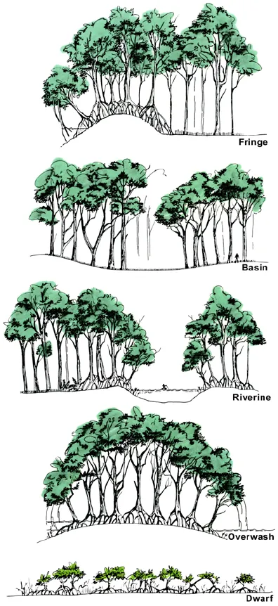 illustration of five different types of mangrove forest