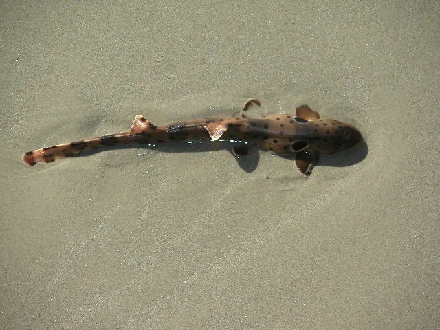 Epaulette shark Epaulette shark