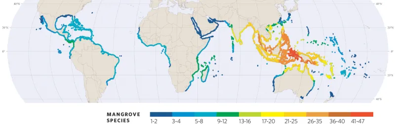 A map of mangrove species around the world