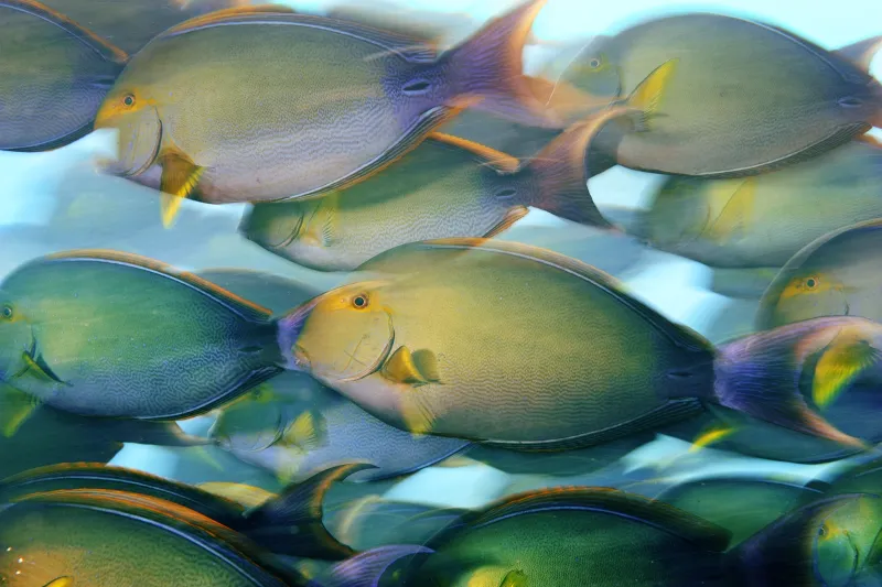 A school of yellowfin surgeonfish feed near dusk off Canton Island in the Phoenix Islands.