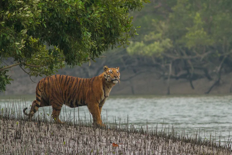 A bengal tiger on the shores of a mangrove forest