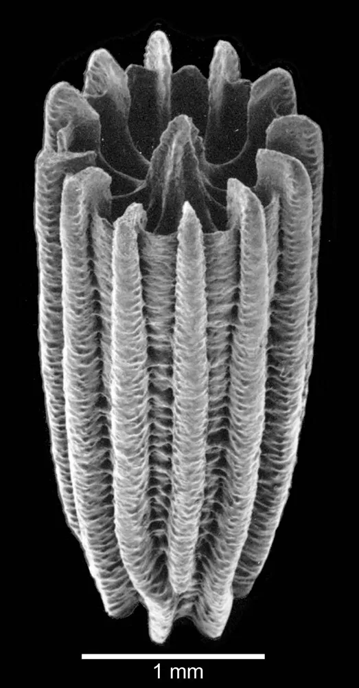 Turbinolia stephensoni