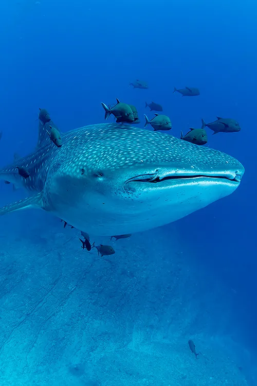 A whale shark swimming with fish