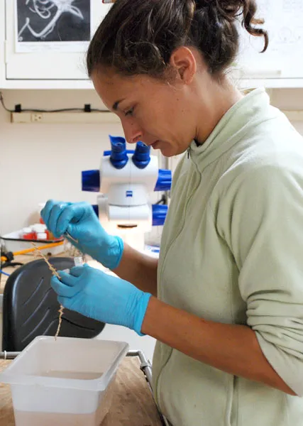A marine scientist performs a genetic analysis on a sample of deep-sea coral to find out if it is a known or new species.