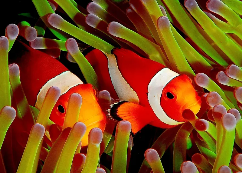 Two bright orange anemonefish poke their heads between anemone tentacles.