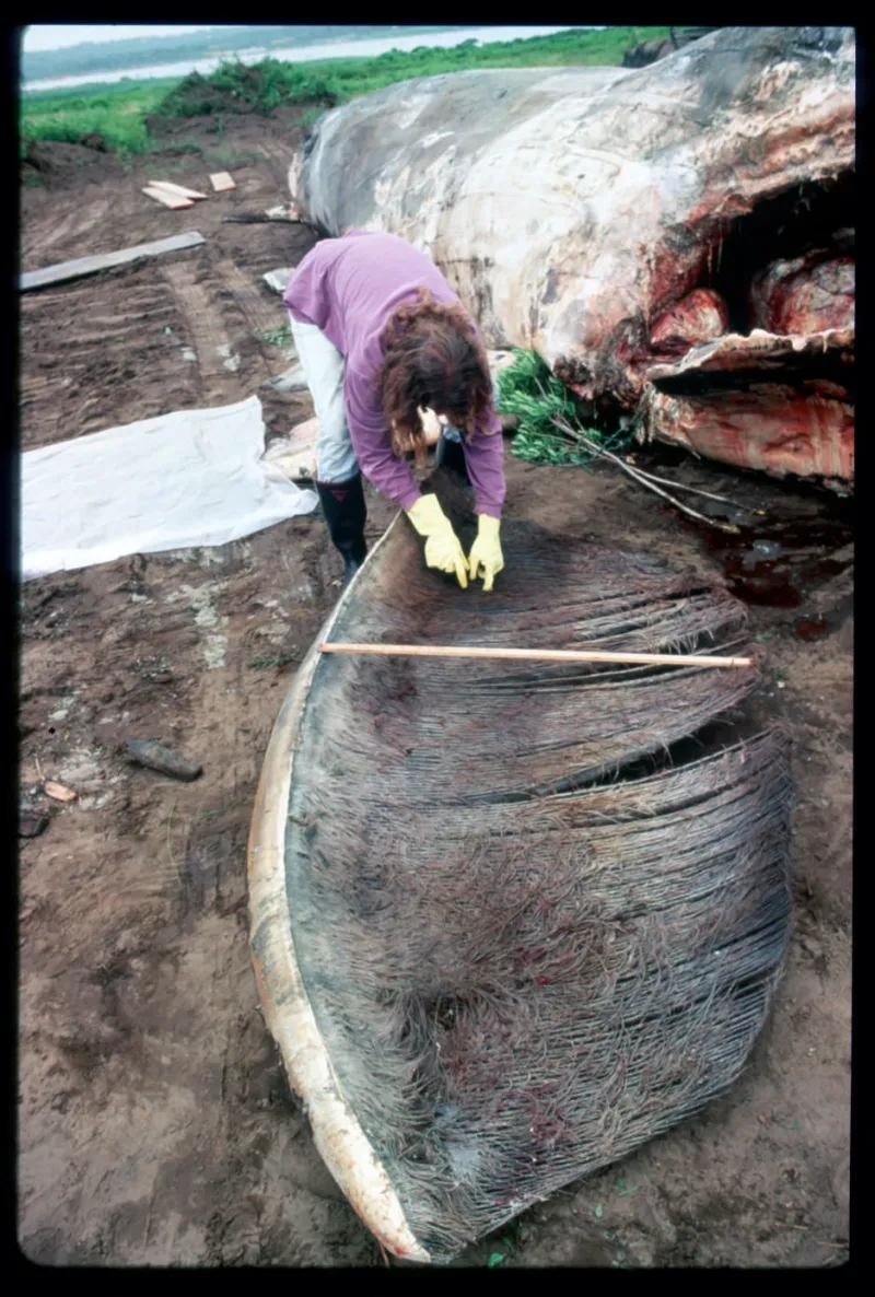 North Atlantic right whales were long hunted for their baleen—the fringed plates hanging in their mouths that they use to strain the seawater for food. Baleen was used in a number of consumer products, such as corsets.