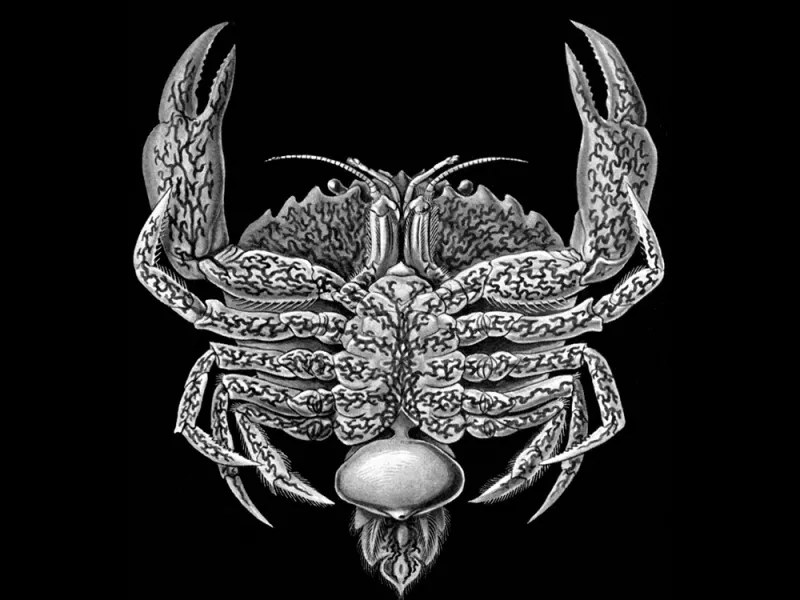 a barnacle sits at the base of a crab's abdomen