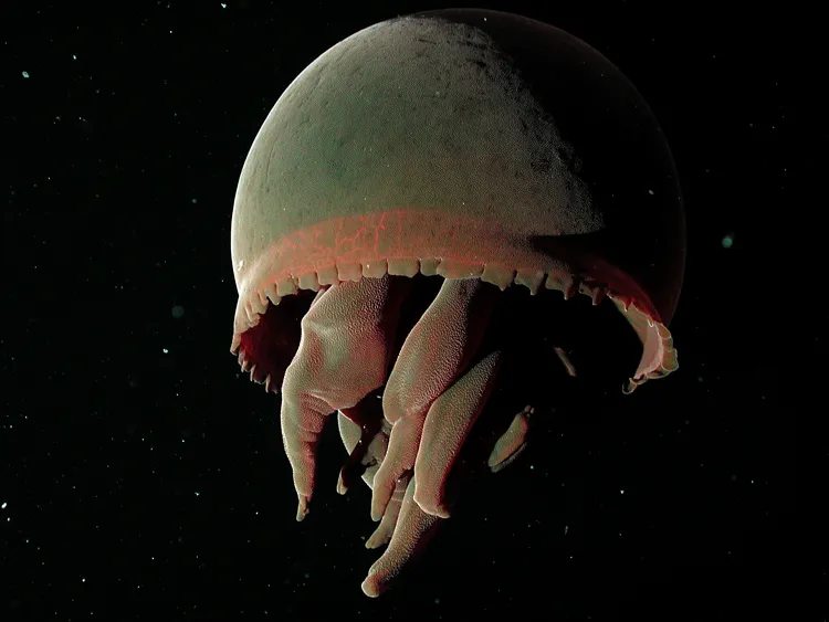 Big Red Deep Sea Jellyfish