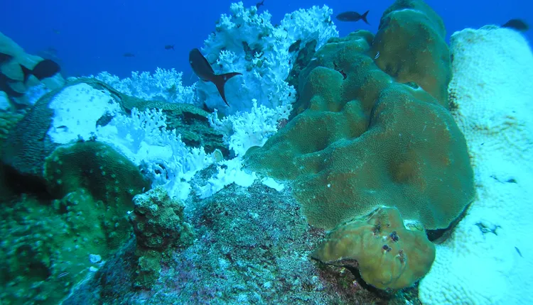 These bleached corals in the Gulf of Mexico are the result of increased water temperatures.