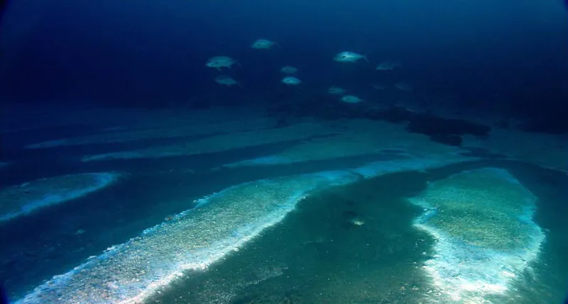 fish swim over what looks like a lake