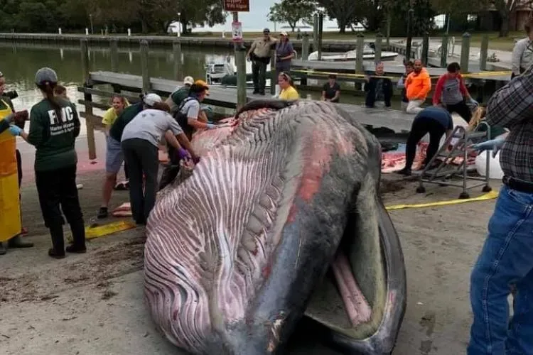 a dead whale lies beached on the shore
