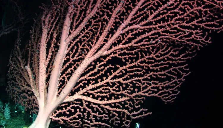 This bubblegum coral has a fanlike shape. It is growing 1,310 m (4,298 ft) deep on the Davidson Seamount.