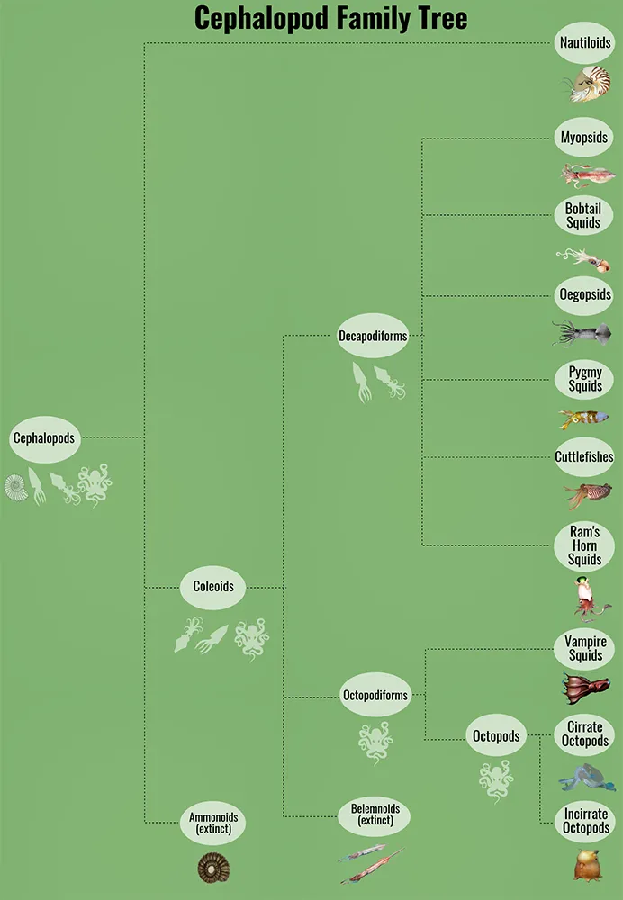 A tree that shows cephalopod relationships.