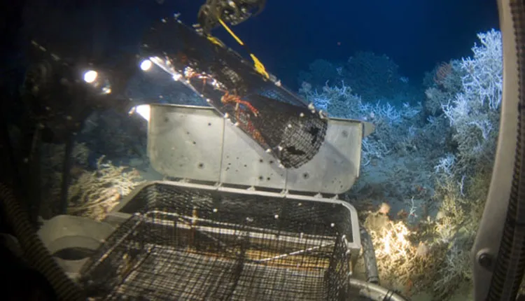 A robotic arm on the Johnson-Sea-Link submersible retrieves Galatheid crabs for research. In the background is a species of the deep-sea coral Lophelia.