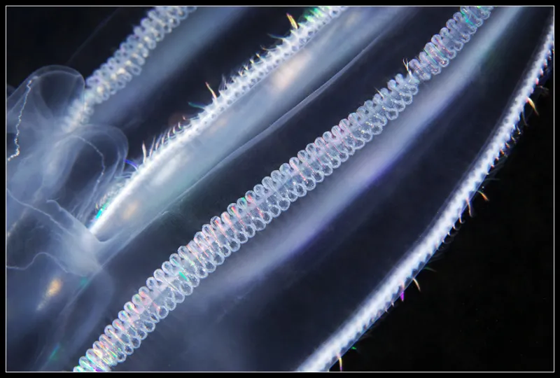 Comb jellies (such as this Bolinopsis species) are named for their combs: the rows of cilia lining their bodies that propel them through the ocean.