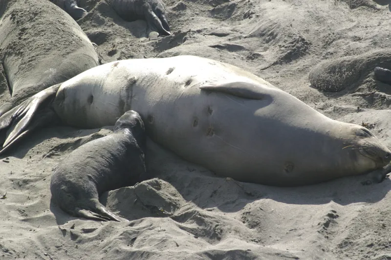 An elephant seal with round scars from a cookie-cutter shark lays on the beach.