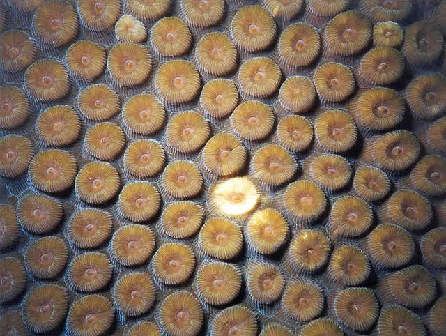 Photo of coral polyp, with a single bleach polyp.