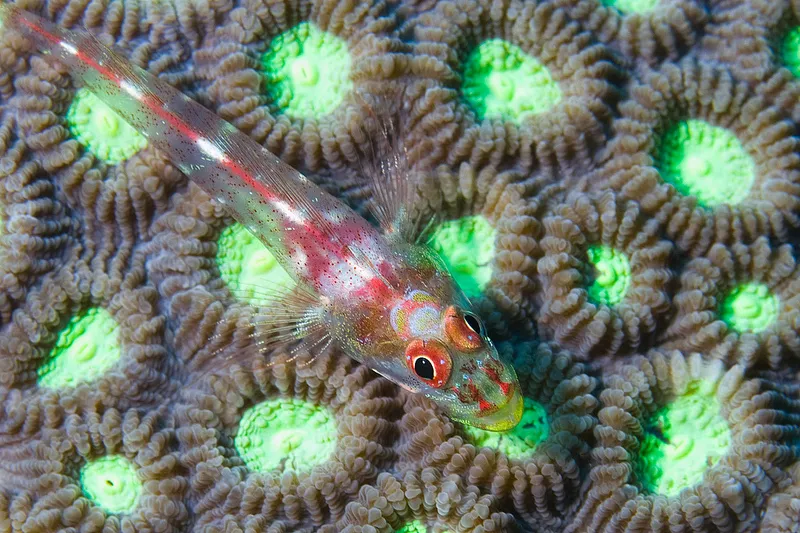The toothy goby or common ghost goby (Pleurosicya mossambica) has a commensal relationship with soft corals and sponges in the Indo-Pacific ocean.