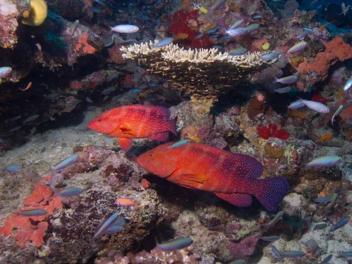 Two coral trout swim on a reef in Fiji. Two coral trout swim on a reef in Fiji.