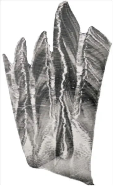 This deep-sea coral specimen shows the bands that help marine scientists learn how ocean conditions changed over time.