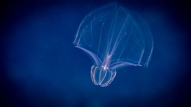 a floating ctenophore