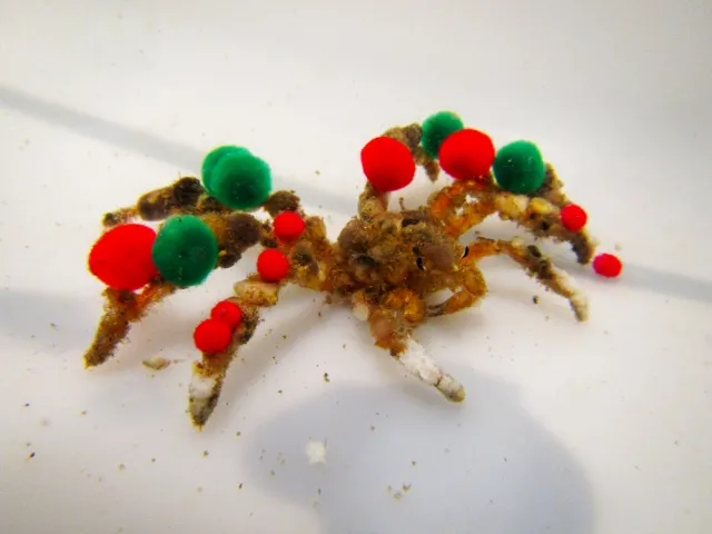 green and red pom poms adorn a decorator crab green and red pom poms adorn a decorator crab