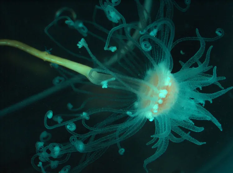 A cnidarian brought up from the seafloor
