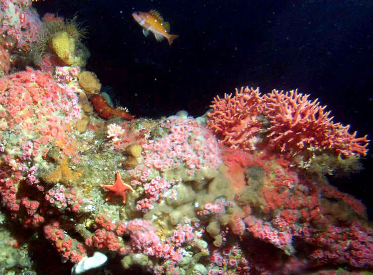 Rockfish, anemones and other invertebrates inhabit this deep-sea coral reef in Cordell Bank National Marine Sanctuary.