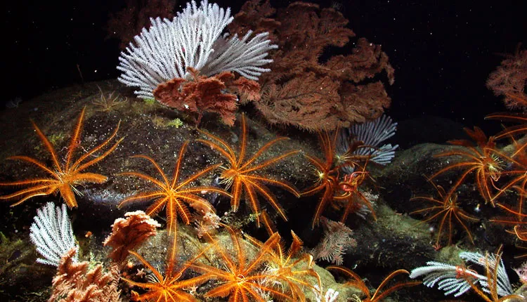 Black coral, primnoid coral, and feather stars flourish deep on the pristine Davidson Seamount.