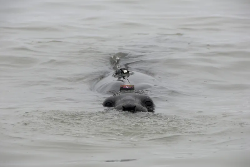 an elephant seal with a tracker