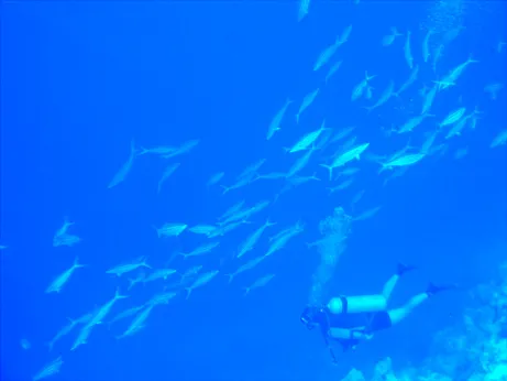 A diver swims among a school of fish at Bikini Atoll, a reef which has shown resilience and recovered from nuclear testing in the 1940s and 1950s.