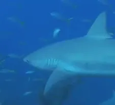 Dr. Mahmood Shivji uses DNA techniques to identify shark fins confiscated from fishermen