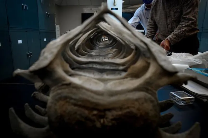A gray whale spinal column viewed from the top through the vertebrae.