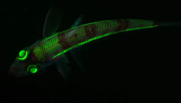 The fluorescent shortnose greeneye fish. 