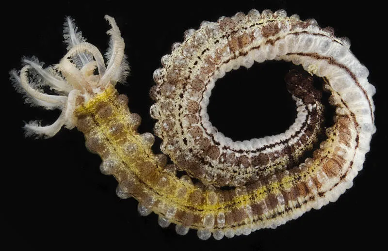 a yellow and brown sea cucumber on a black background