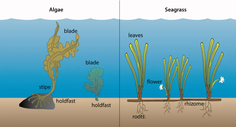 Algae or "seaweeds" (left) differ from seagrasses (right) in several ways. Algae or "seaweeds" (left) differ from seagrasses (right) in several ways.