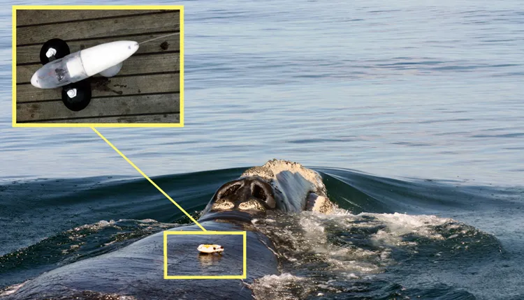 This radio device is used to track North Atlantic right whales. Suction cups hold the device to a whale's back, where it records data such as depth, water, temperature, and underwater sounds.
