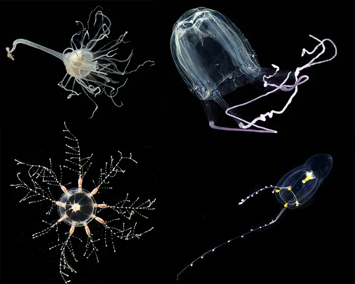 A variety of jellyfish