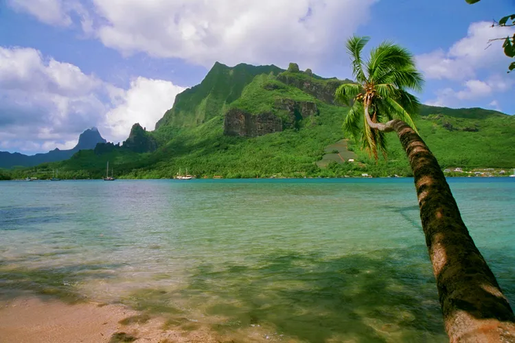 Cooks Bay in Moorea is one of the places that researchers are scouring in their quest to collect one of every life form big enough to pick up with tweezers.