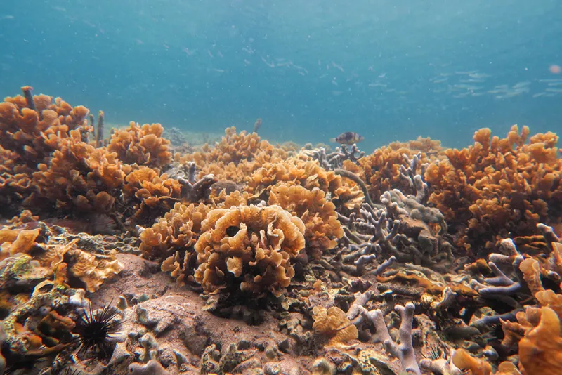 Coral reefs in shallow Panamanian waters. 