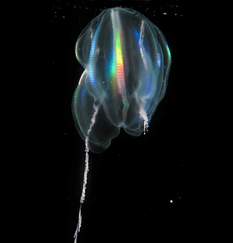 Light refracts off the comb-rows of this ctenophore.